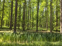 -黄海国家森林公园