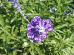 -北京东方普罗旺斯薰衣草庄园