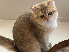 -Let's go狗咖·猫咖·奶狗·桌游(春熙路IFS店)