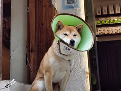 -意成料理