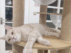-楼上猫咖(罗湖店)