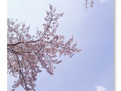 -嘉定紫藤园