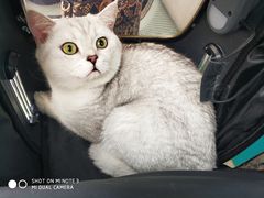 -瑞派宠物医院·24h·骨外科·皮肤科·全科宠物医疗转诊中心(沈阳浑南院)