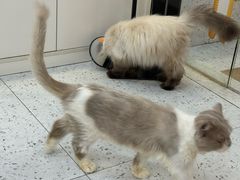 -喵园·猫主题咖啡厅·撸猫·猫咖(国贸店)