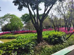 -顺峰山公园