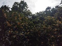 -中国茶叶博物馆(双峰馆区)