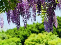 -嘉定紫藤园