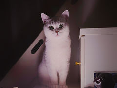 -唐小姐の猫狗洗护·购宠旗舰店(周浦万达店)