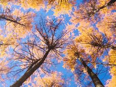 -硗碛藏寨·神木垒景区