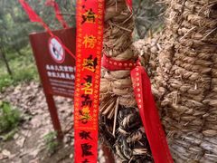 -秦岭终南山世界地质公园翠华山景区