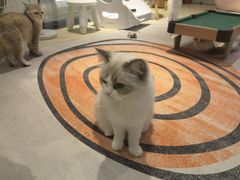 -momokira米努特·德文卷毛猫·棉花面纱犬