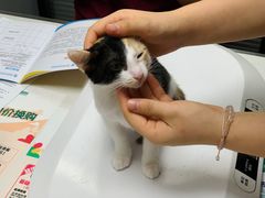 -伟伟宠物医院·CT影像中心·瑞派犬猫综合性门诊(汉口总院)