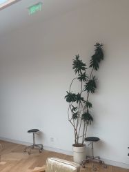 -程Studio