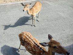 -清迈夜间动物园