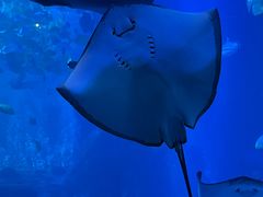 -太平洋海底世界