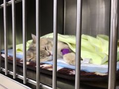 -福州肆爪动物医院