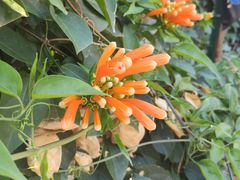 -东莞植物园