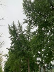 -HEYAN长风荷妍专业脱毛美肤
