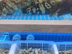-大众海鲜(巨龙北路店)