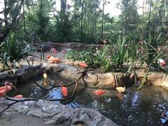 -新加坡飞禽公园
