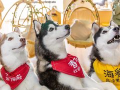 -Husky Go! 哈士奇体验馆·宠物咖啡厅狗咖