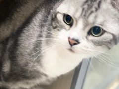 -凯瑞希宠物医院·狂犬免疫·微创·皮肤科