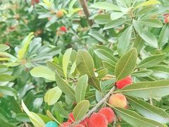 -大盘山温泉山庄