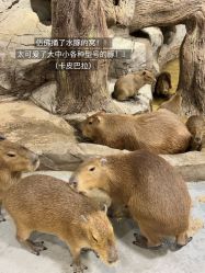 -Zoolung Zoolung动物主题公园(海信广场店)