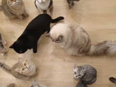 -有喵·猫咖·狗咖·30几只猫10只小狗(岗厦店)