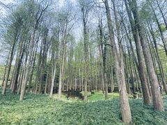 -杭州植物园