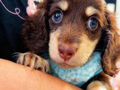 -萌宠之家·腊肠犬·马尔泰·小体犬舍