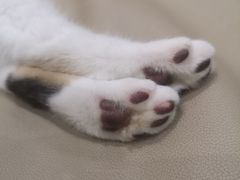 -藏猫猫咖啡主题馆(中央大道店)