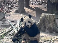 -都江堰中华大熊猫苑