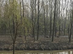 -溱湖国家湿地公园