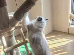 -唐小姐の私宠·宠物洗护美容·撸猫馆·购宠(周浦万达旗舰店)