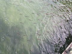 -莱茵瀑布