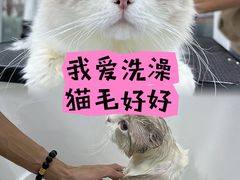 -爱洗澡的猫(天河路店)