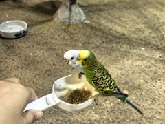 -上海大自然野生昆虫馆(东方明珠·爬宠昆虫探索中心)