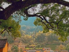 -杨家堂村
