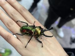 -上海大自然野生昆虫馆