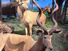 -国家自然博物馆