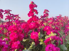 -顺峰山公园