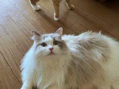 -momokira米努特·德文卷毛猫·棉花面纱犬