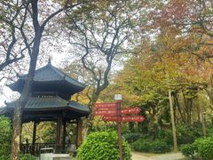 -金花茶公园