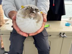 -小猫钓鱼海钓俱乐部(椰梦长廊店)