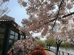 -高东镇樱花园