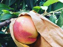 -南汇水蜜桃采摘(大团店)