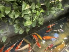 -洞庭家宴·头牌甲鱼(广渠门店)