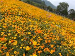 -径山花海
