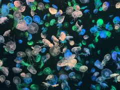 -珠海长隆海洋王国